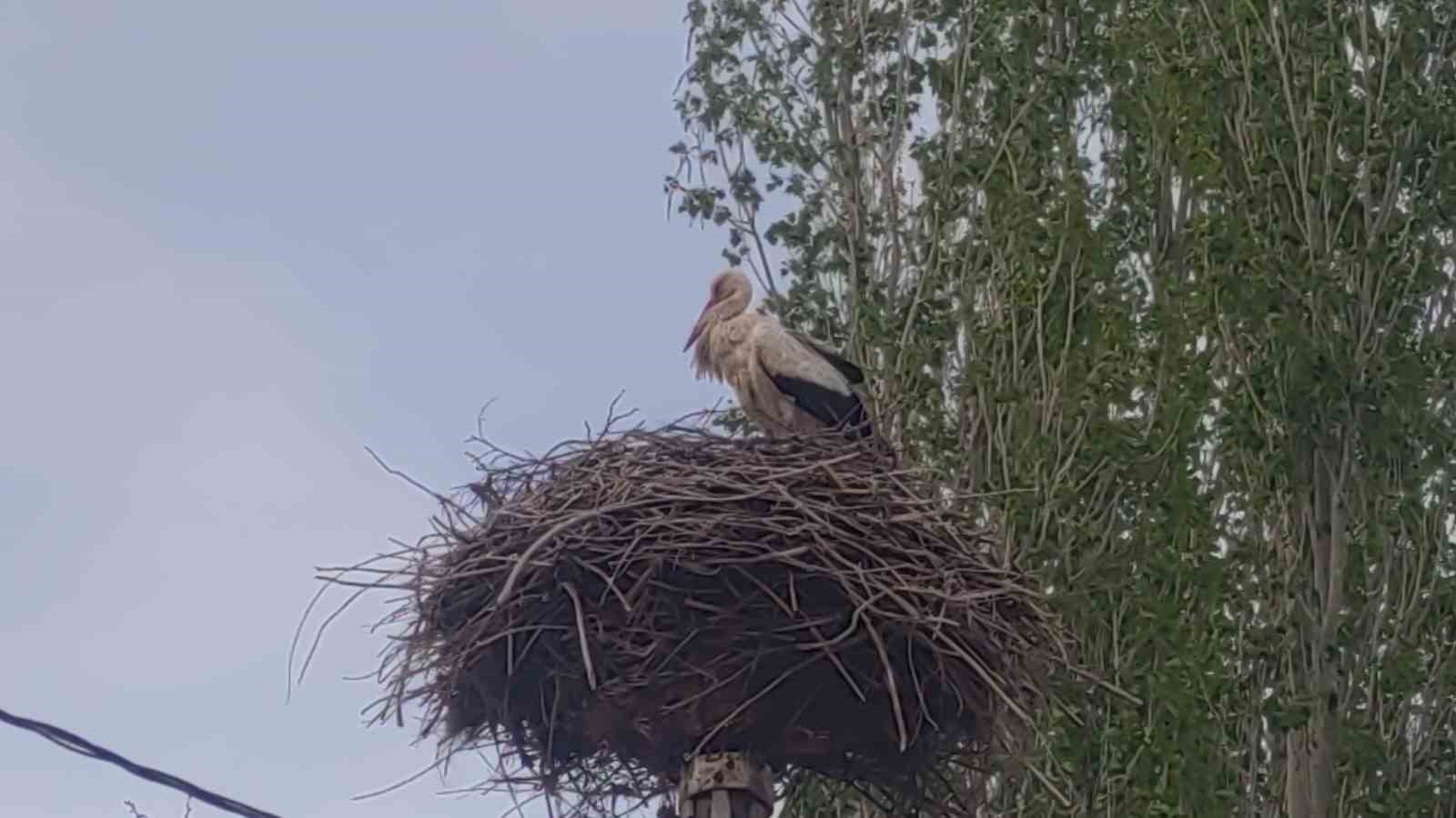 Van’da leylekler 48 yıldır aynı direğe yuva yapıyor