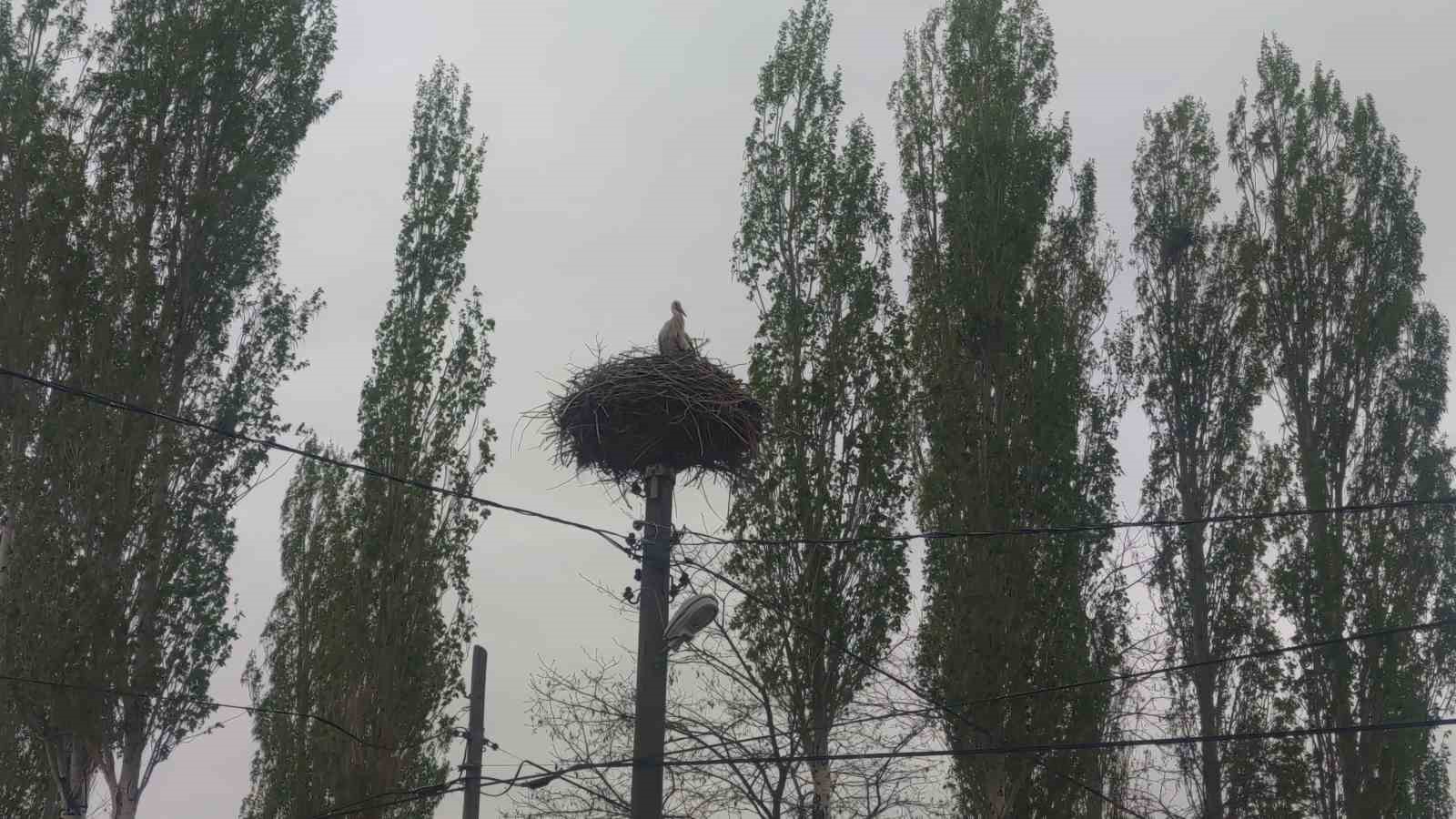 Van’da leylekler 48 yıldır aynı direğe yuva yapıyor