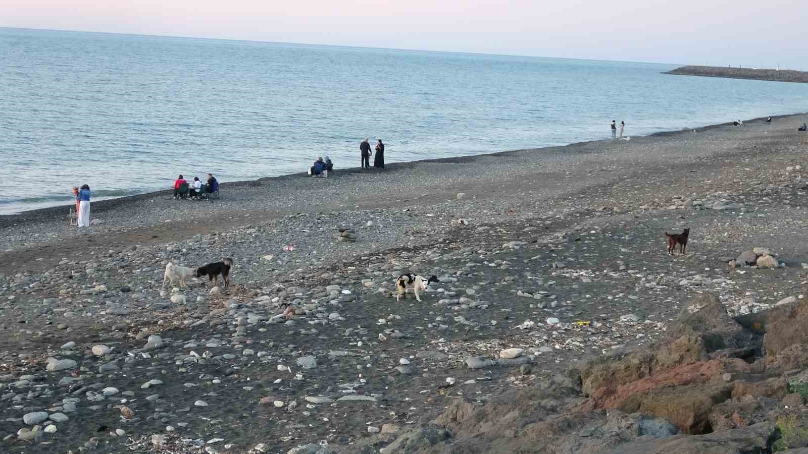 Sahile gidenler sokak köpeği tehdidi altında