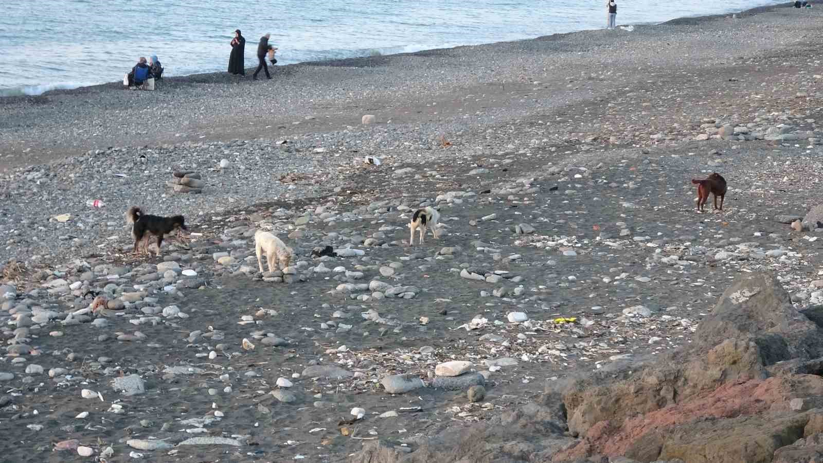 Sahile gidenler sokak köpeği tehdidi altında
