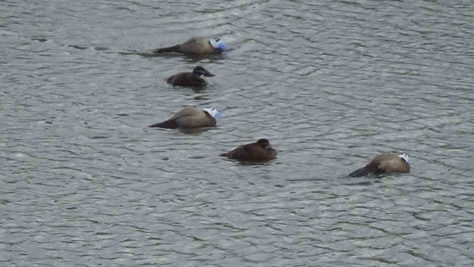 Van’da koruma tedbirleri, dikkuyruk sayısını artırdı