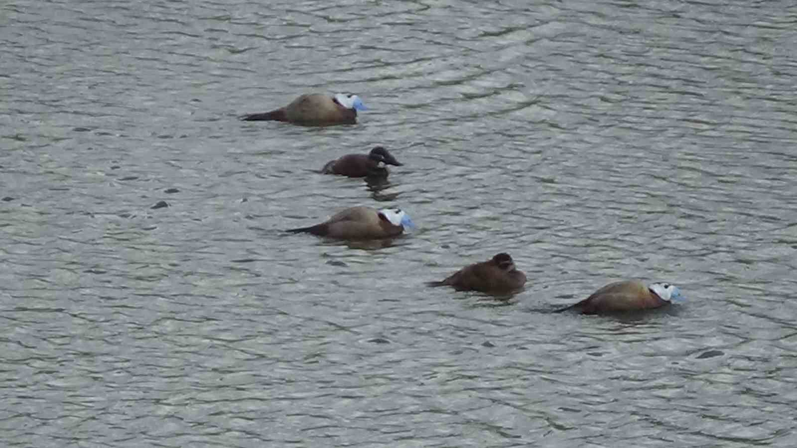 Van’da koruma tedbirleri, dikkuyruk sayısını artırdı