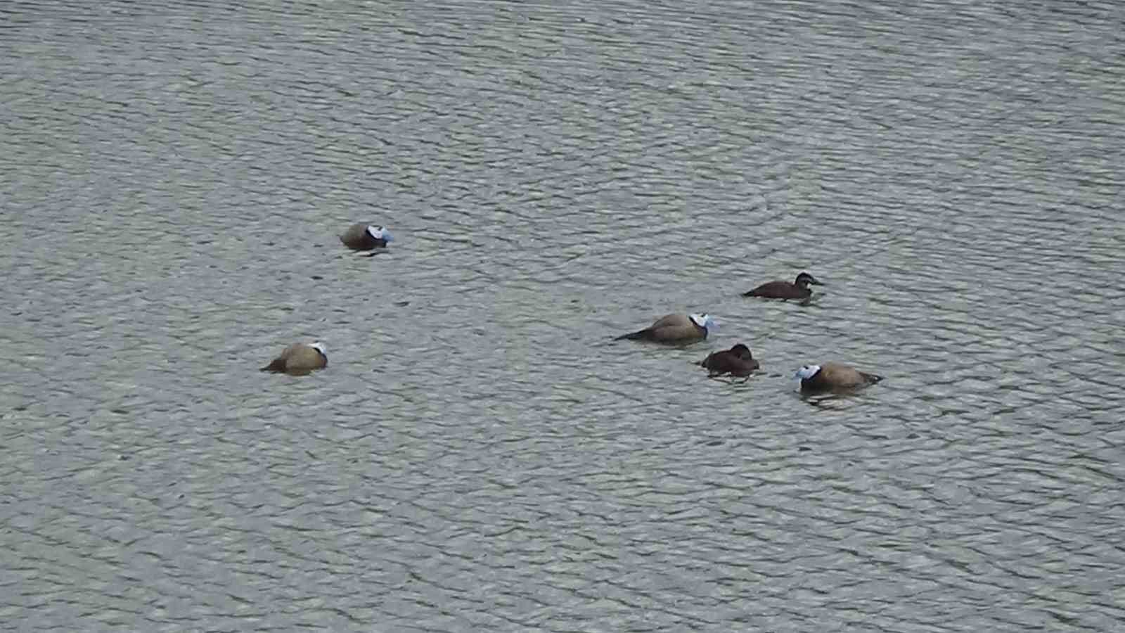 Van’da koruma tedbirleri, dikkuyruk sayısını artırdı