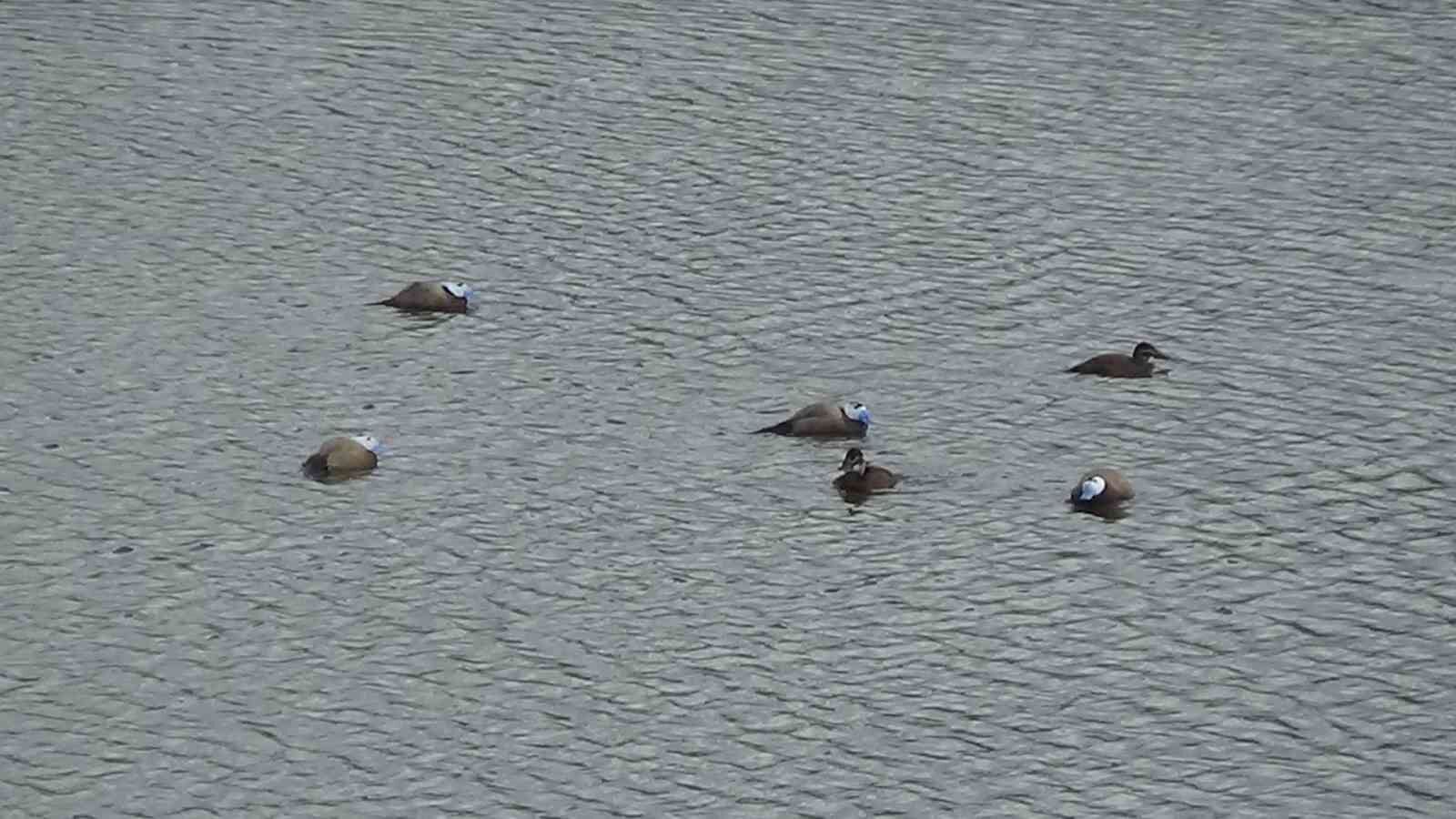 Van’da koruma tedbirleri, dikkuyruk sayısını artırdı
