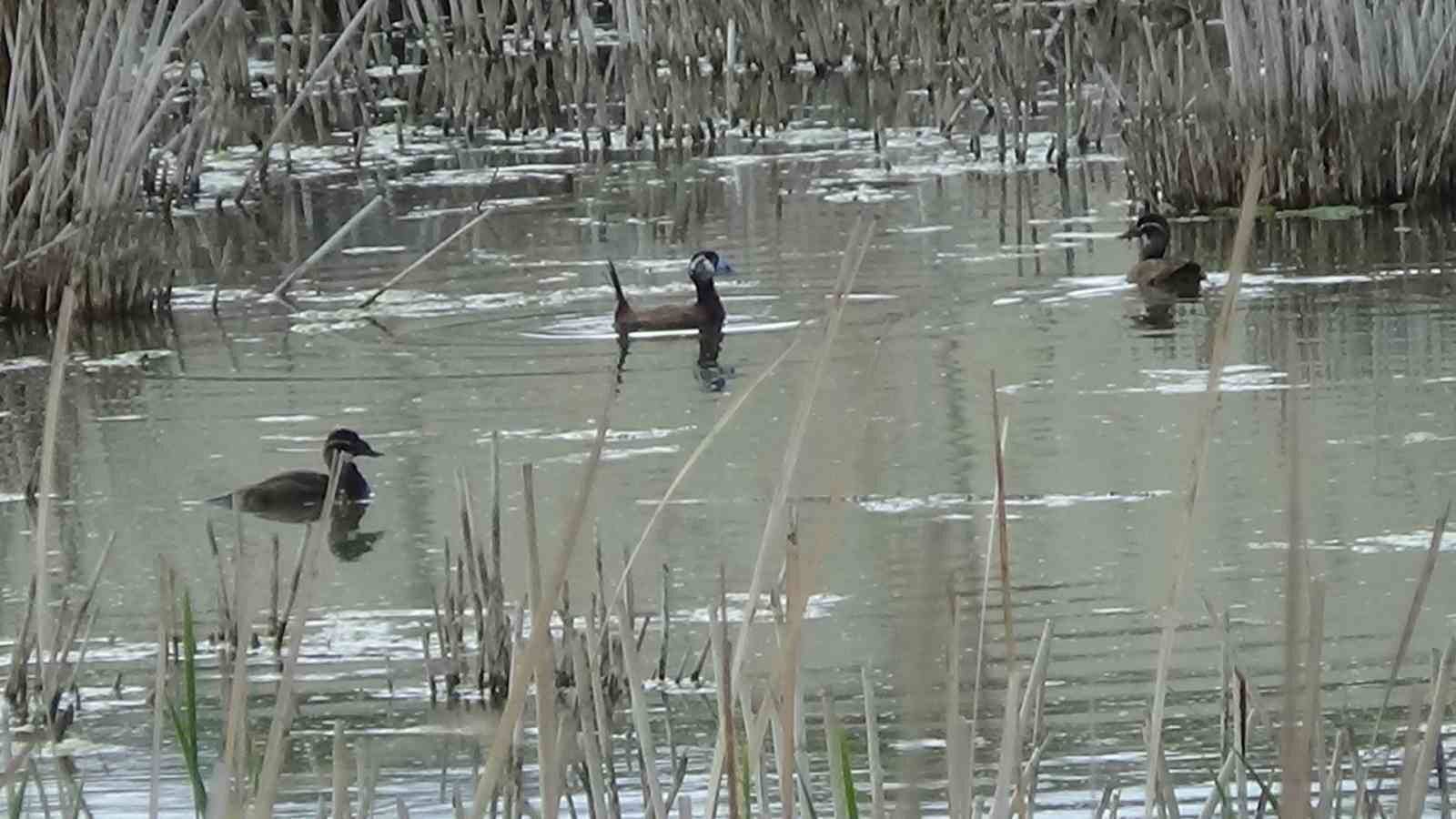 Van’da koruma tedbirleri, dikkuyruk sayısını artırdı