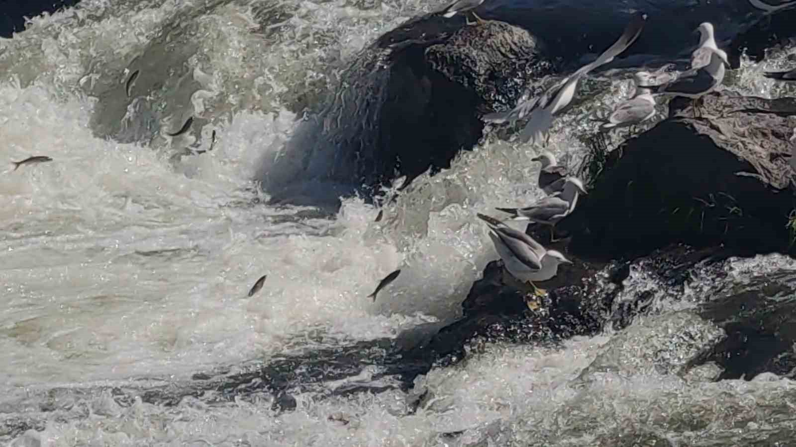 Uçan balıkların muhteşem görsel şöleni başladı