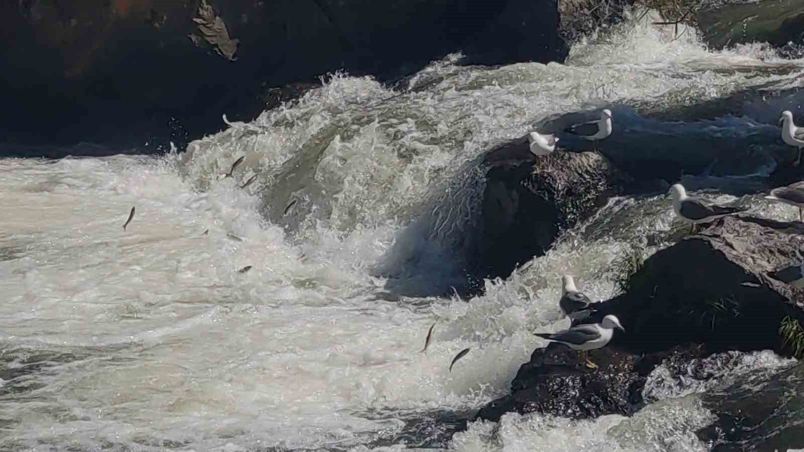 Uçan balıkların muhteşem görsel şöleni başladı