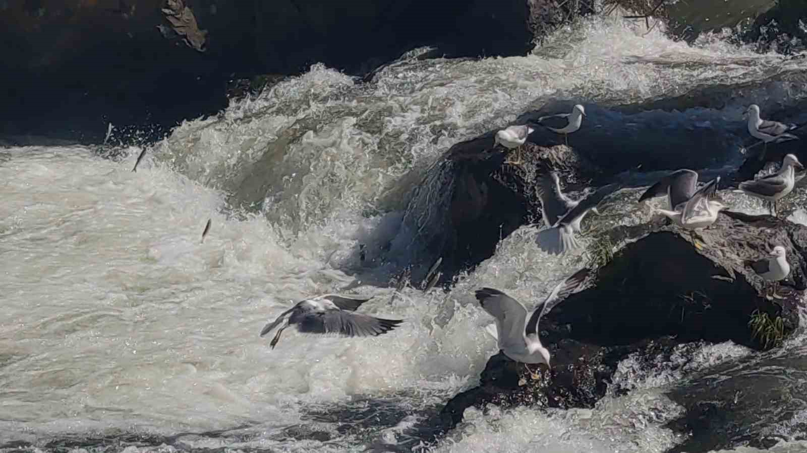 Uçan balıkların muhteşem görsel şöleni başladı