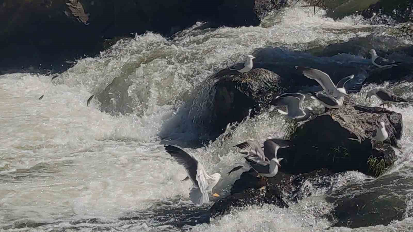 Uçan balıkların muhteşem görsel şöleni başladı