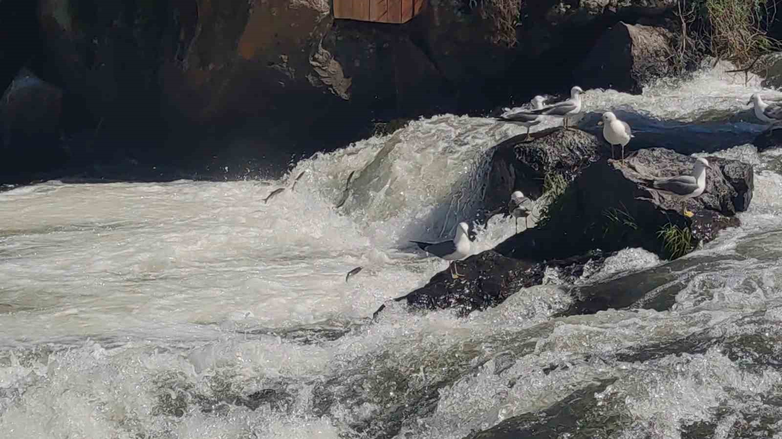 Uçan balıkların muhteşem görsel şöleni başladı