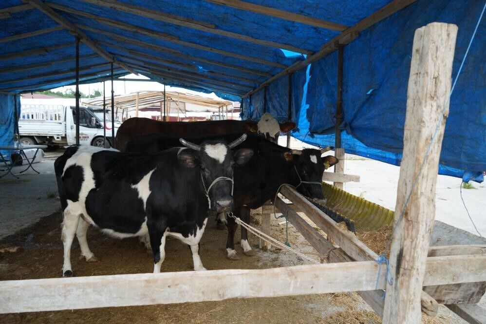 Kurbanlık hayvan seçilirken dikkat edilecek hususlar