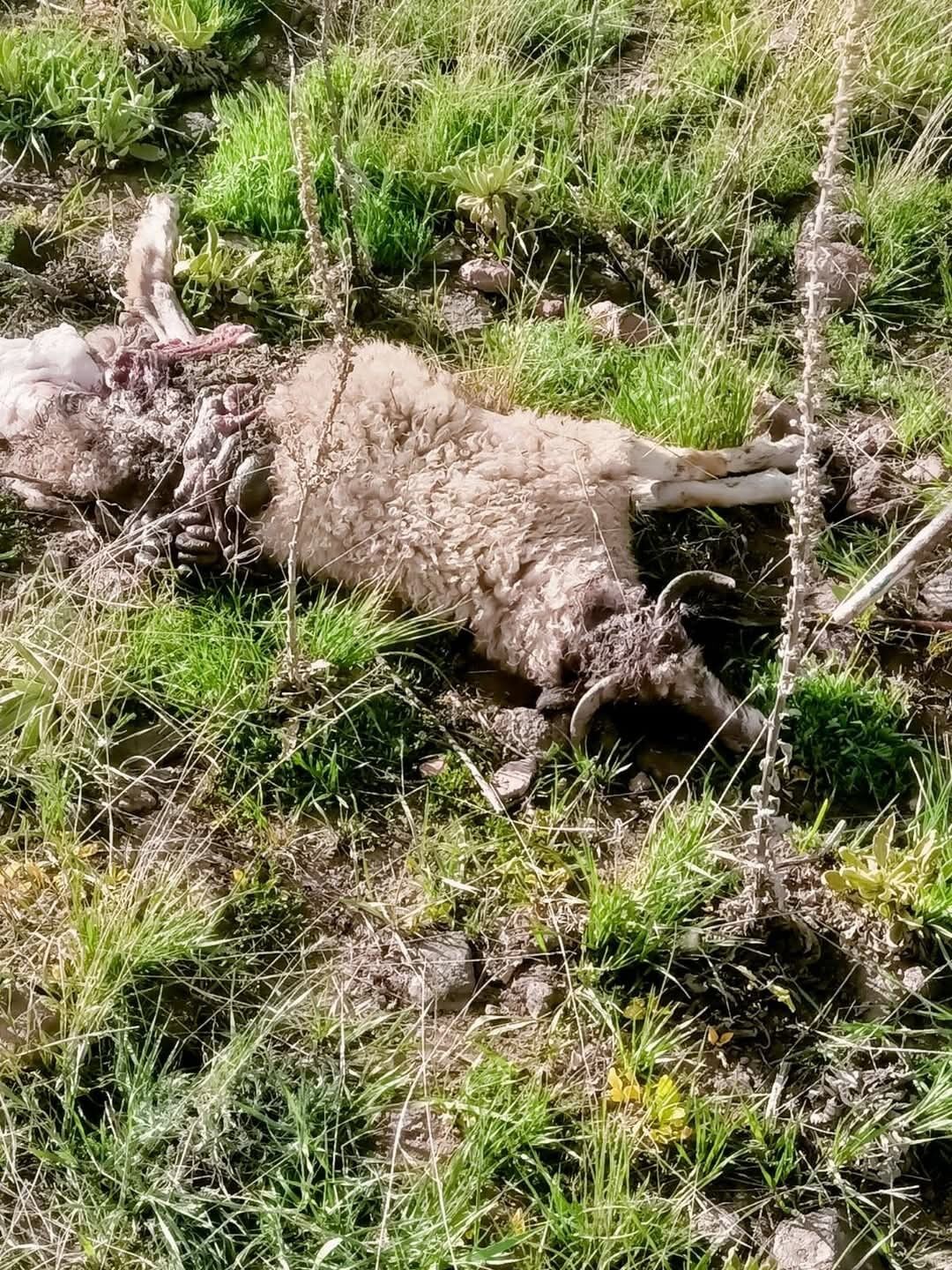 Sürüye saldıran kurtlar kuzuları telef etti