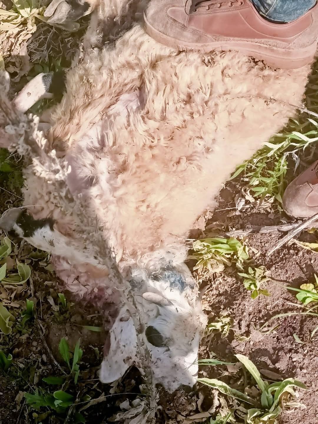 Sürüye saldıran kurtlar kuzuları telef etti