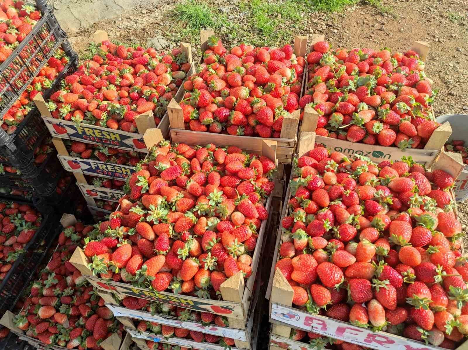 Organik Sason çileğinde hasat başladı