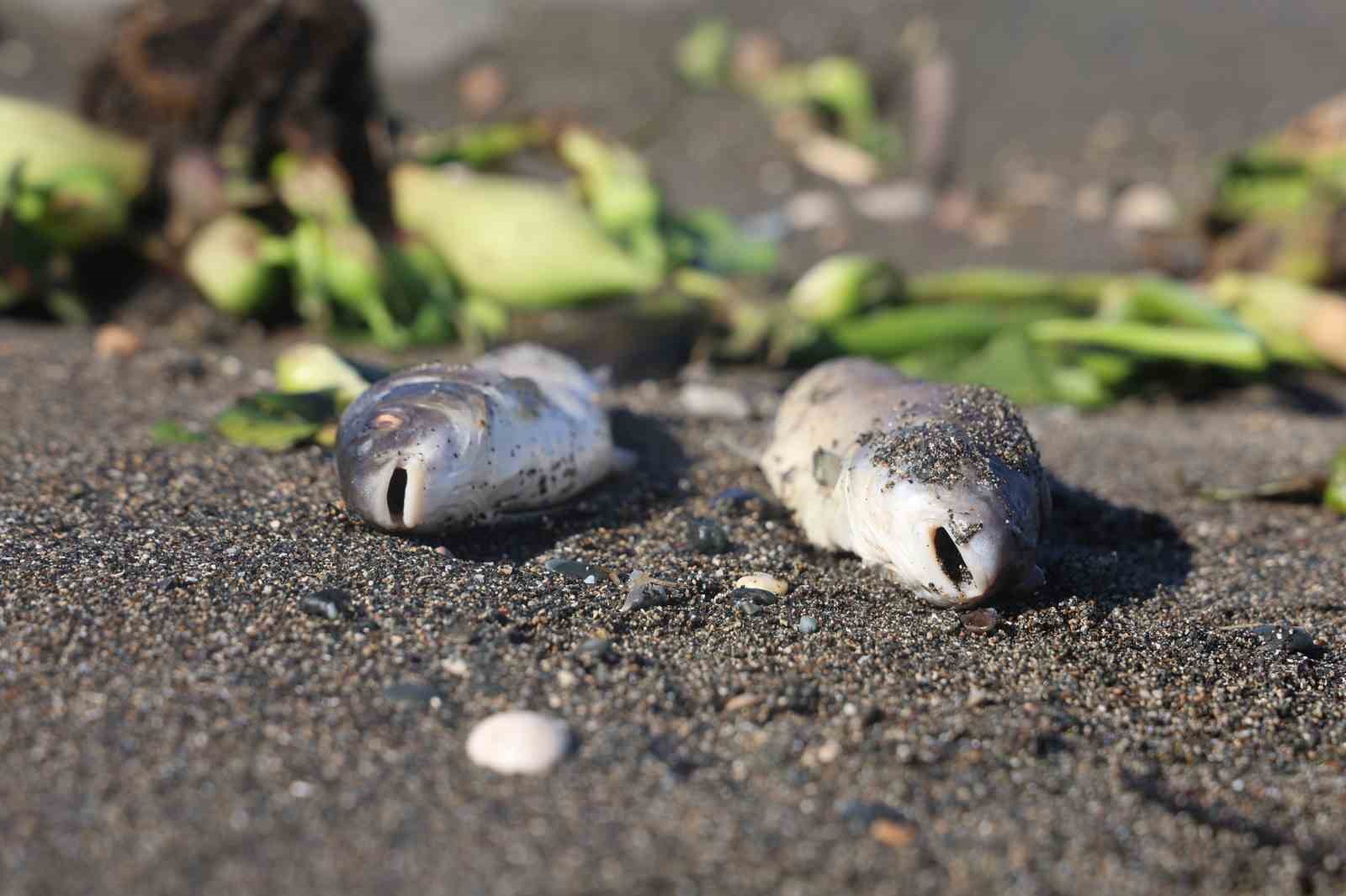 Aşırı yağışla birlikte denize sürüklenen binlerce tatlı su balığı, tuzlu suda telef oldu