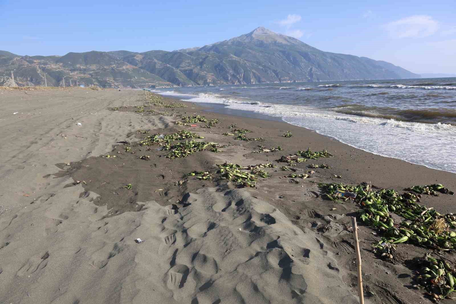 Aşırı yağışla birlikte denize sürüklenen binlerce tatlı su balığı, tuzlu suda telef oldu