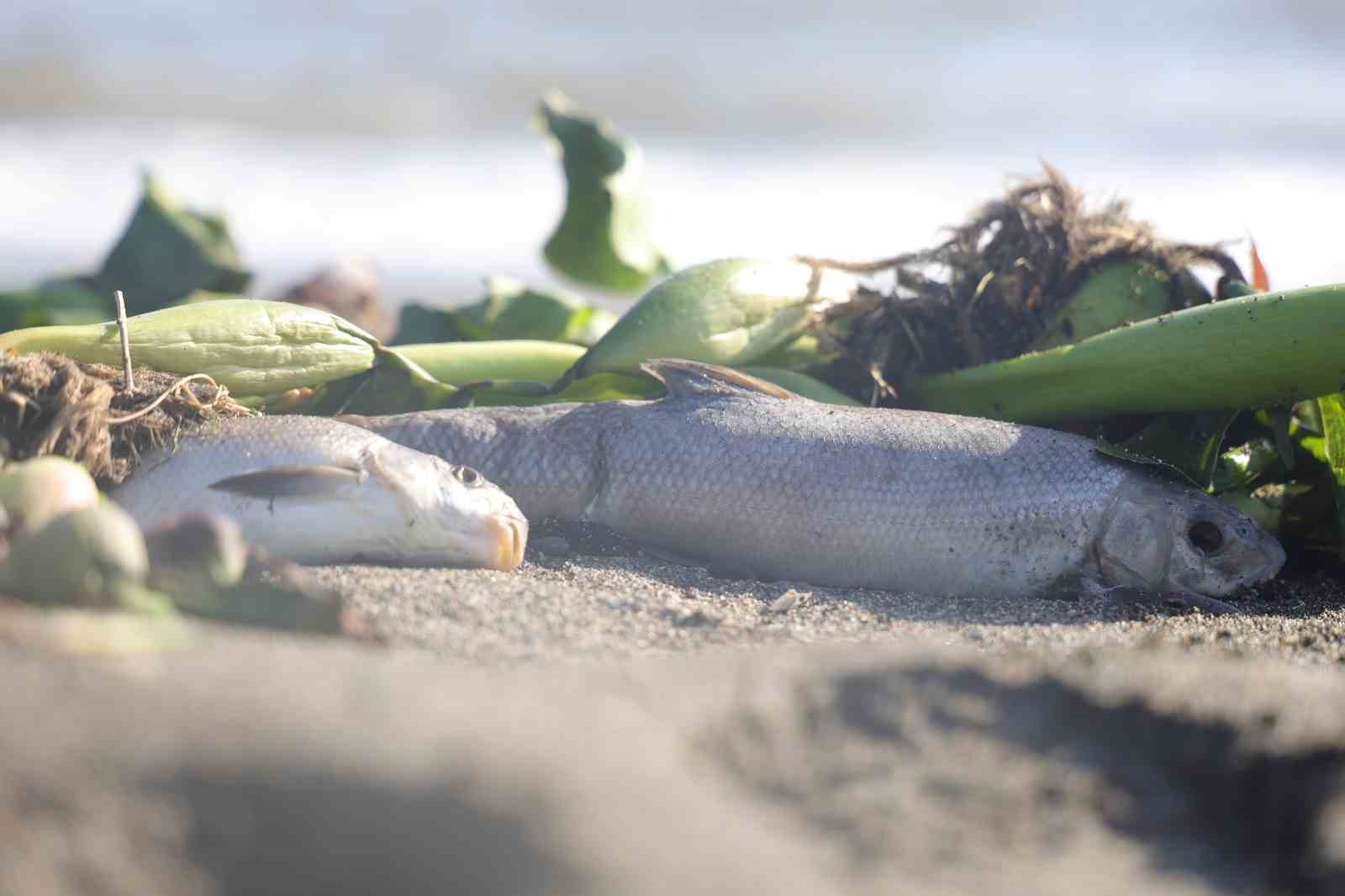 Aşırı yağışla birlikte denize sürüklenen binlerce tatlı su balığı, tuzlu suda telef oldu