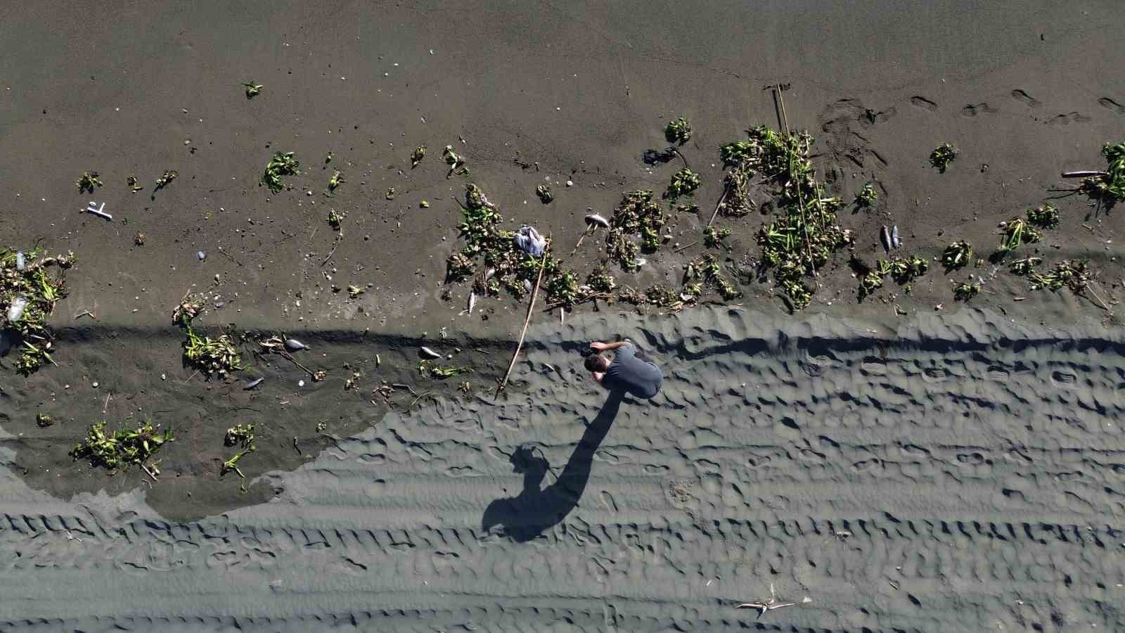 Aşırı yağışla birlikte denize sürüklenen binlerce tatlı su balığı, tuzlu suda telef oldu