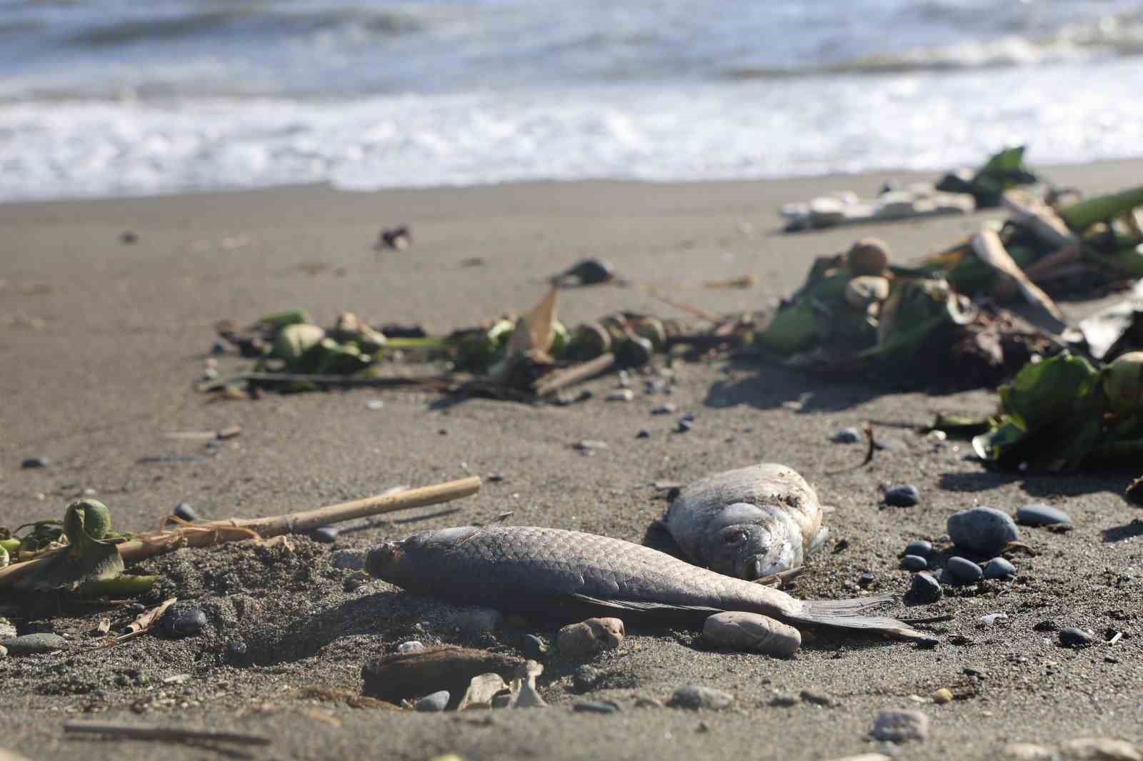 Aşırı yağışla birlikte denize sürüklenen binlerce tatlı su balığı, tuzlu suda telef oldu