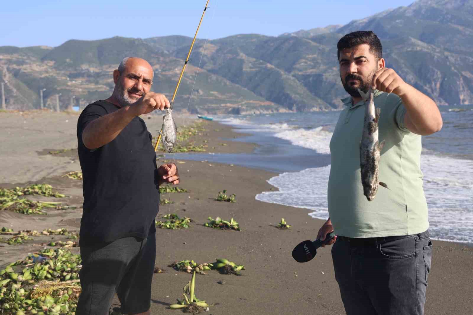 Aşırı yağışla birlikte denize sürüklenen binlerce tatlı su balığı, tuzlu suda telef oldu