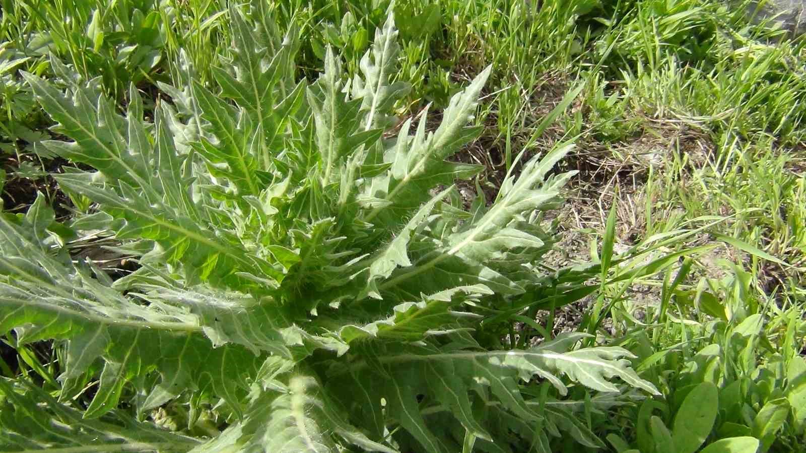 Kars’ta uzmanlar uyardı: 