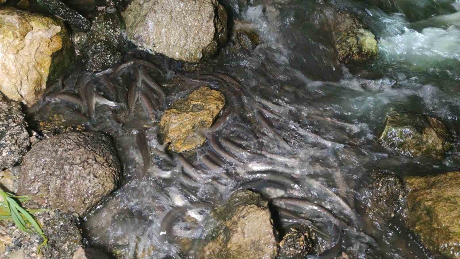 İnci kefalinin gece yolculuğu başladı