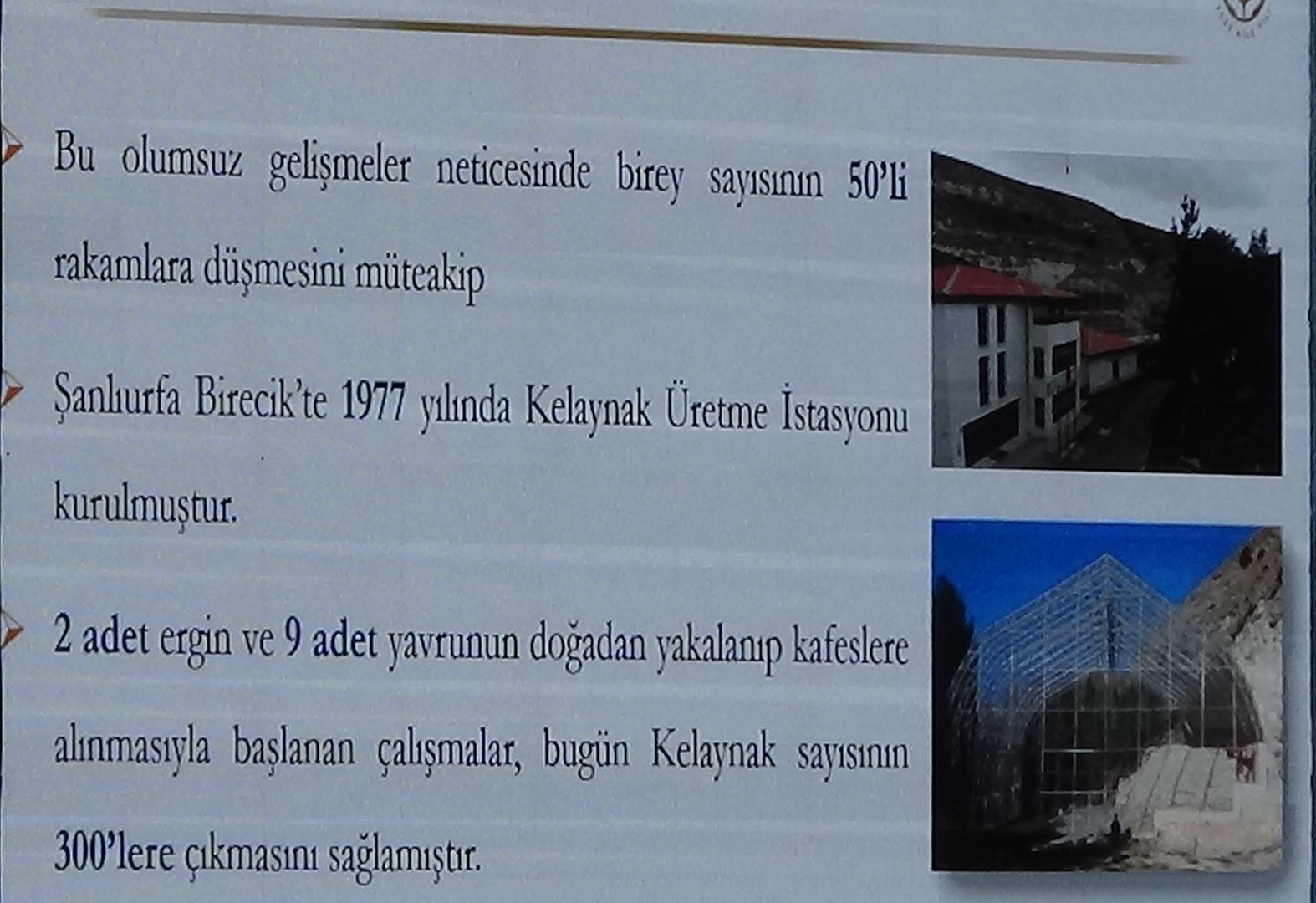 Kelaynak kuşlarının üretimi masaya yatırıldı