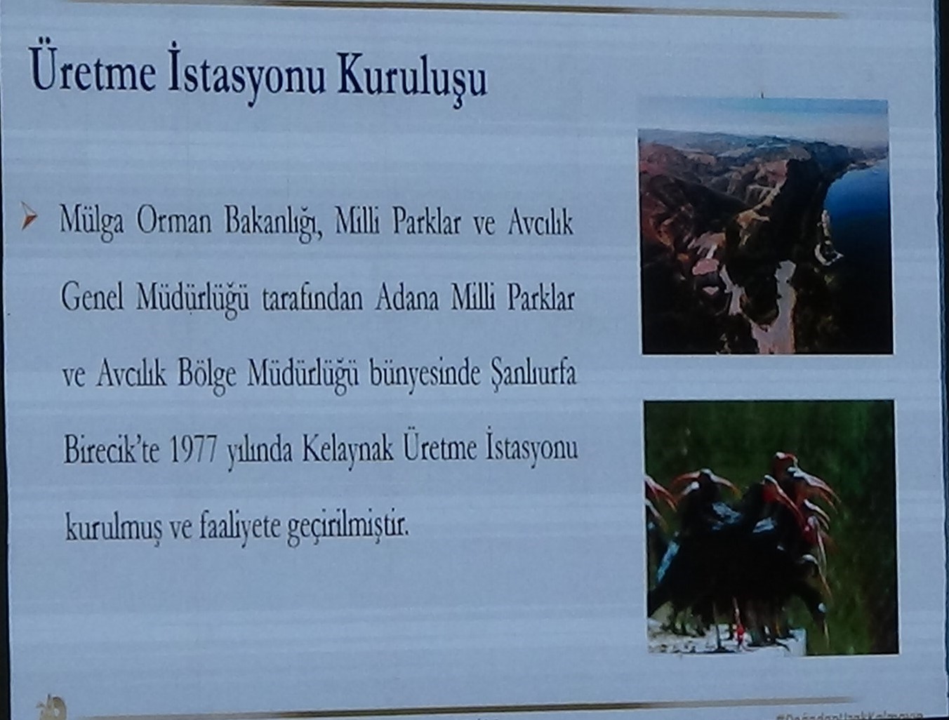 Kelaynak kuşlarının üretimi masaya yatırıldı