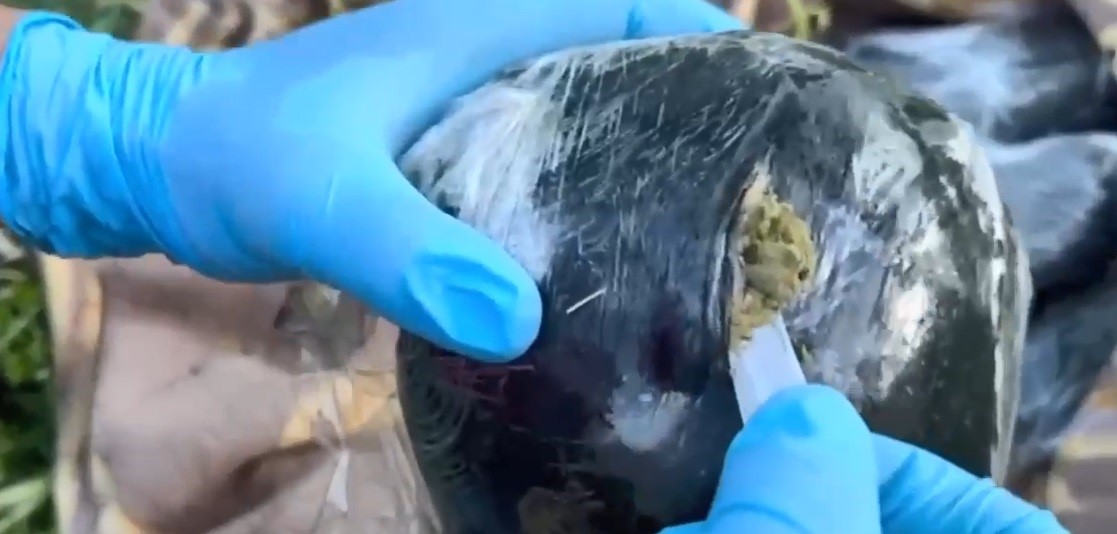 Dere kenarına gizlenmiş esrarı dedektör köpek buldu