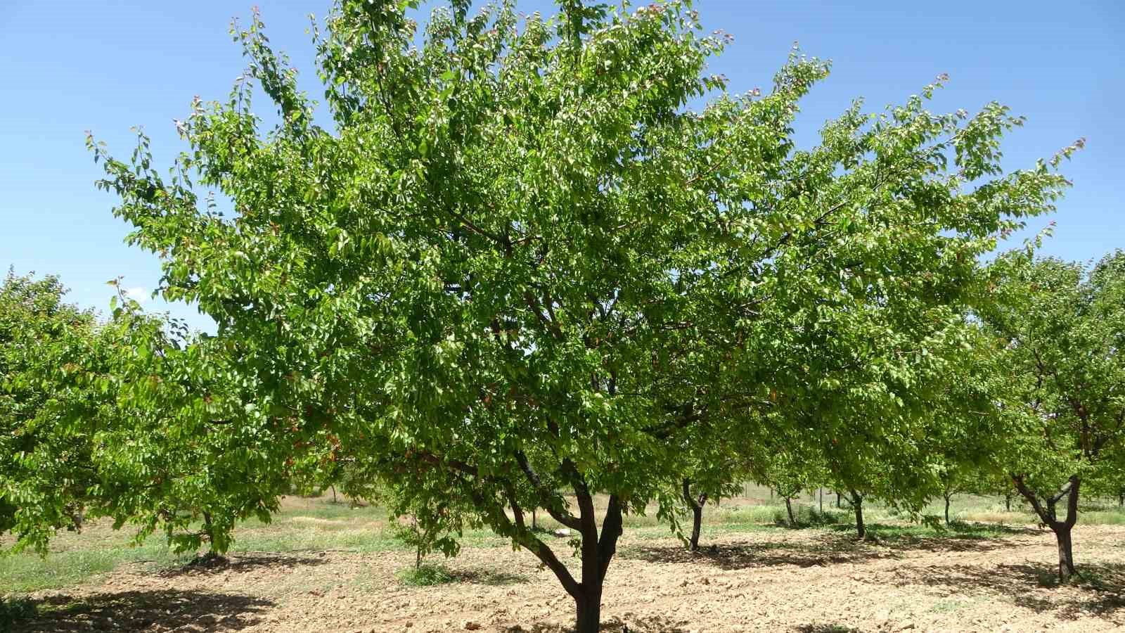 Zirai don destek ödemeleri başlıyor