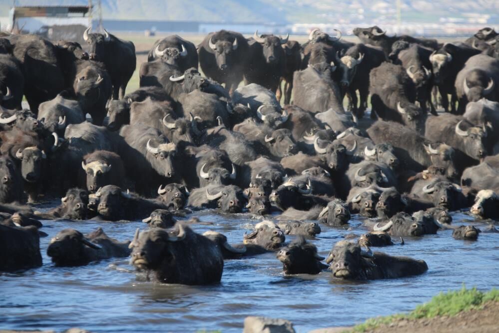 Belgesel tadında manda yolculuğu