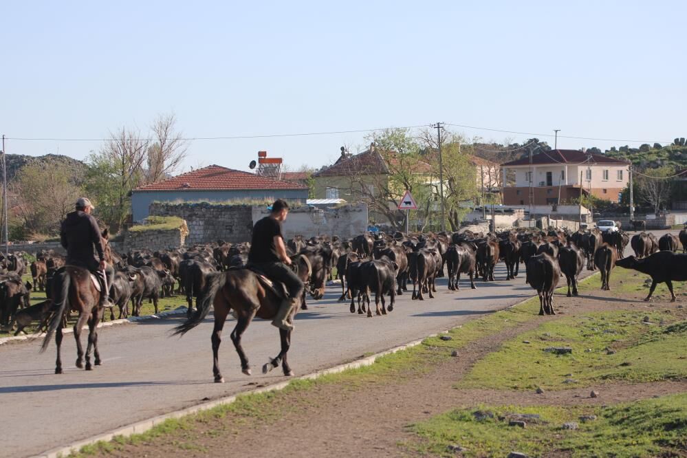 Belgesel tadında manda yolculuğu