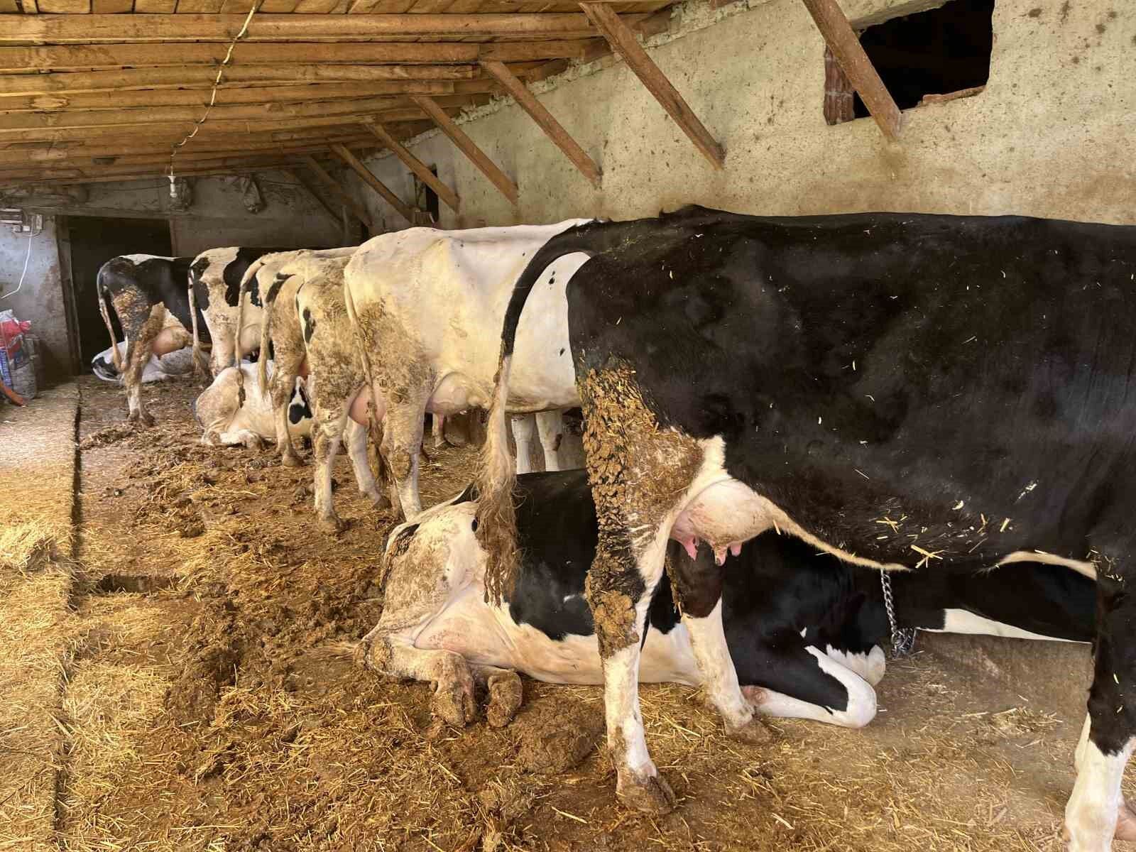 Devlet desteğiyle gelen başarı: 5 büyükbaş hayvanı 7 yılda 86’ya çıkardı