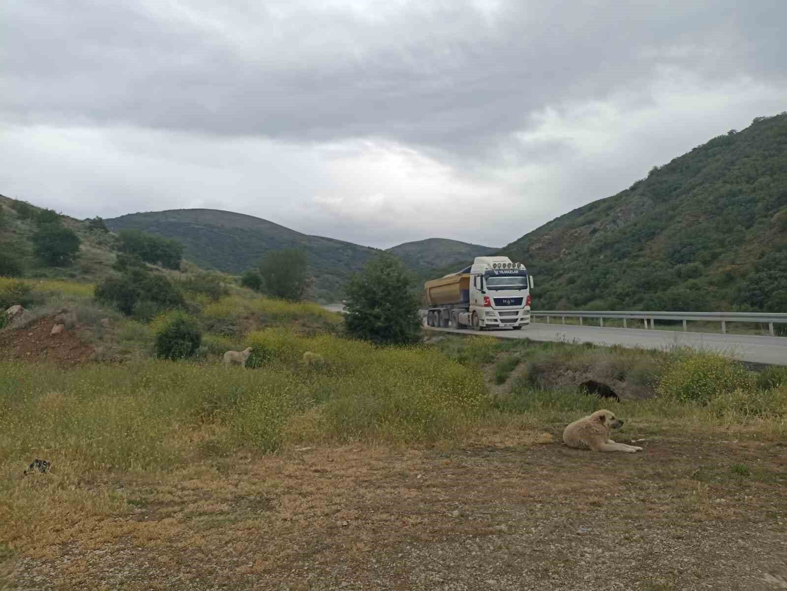 Başıboş köpekler buzağıyı parçaladı, sahiplerine saldırdı