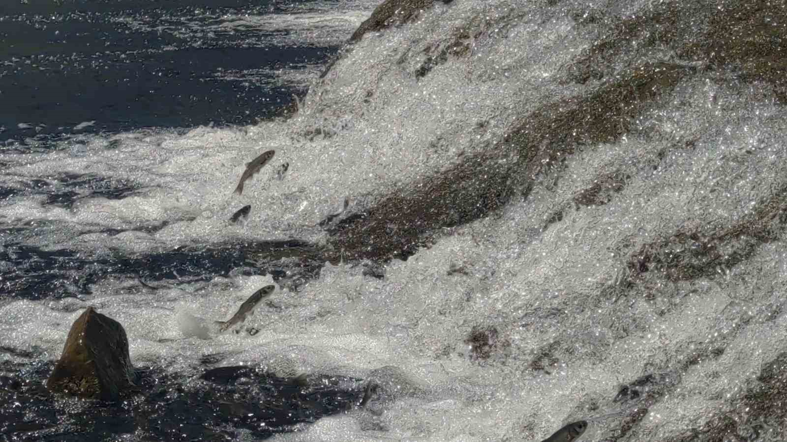 İnci kefalinin yumurta bırakmak için 23 kilometrelik serüveni