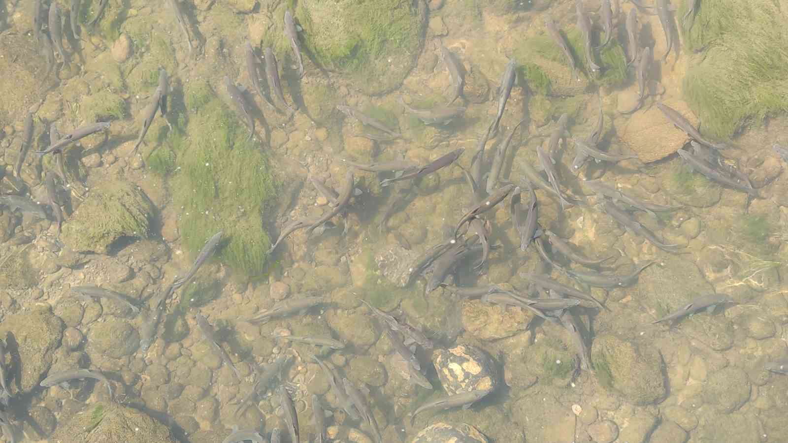 İnci kefalinin yumurta bırakmak için 23 kilometrelik serüveni