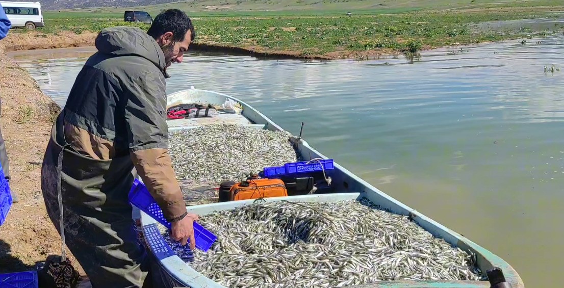 Denize kıyısı olmayan Yozgat’taki gümüş balıkları Avrupalılara çerez oluyor