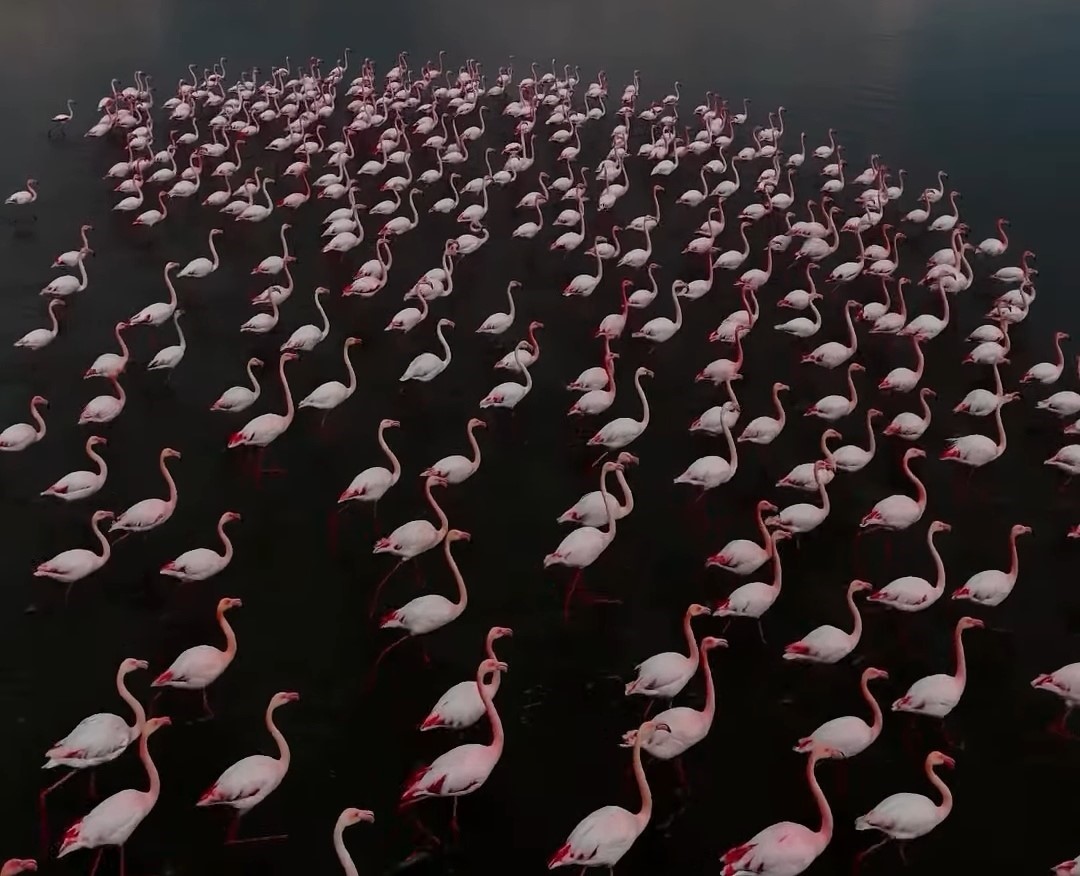 Erçek Gölü narin misafirleri flamingoları ağırlamaya devam ediyor