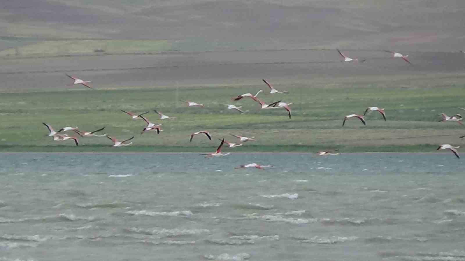 Erçek Gölü narin misafirleri flamingoları ağırlamaya devam ediyor