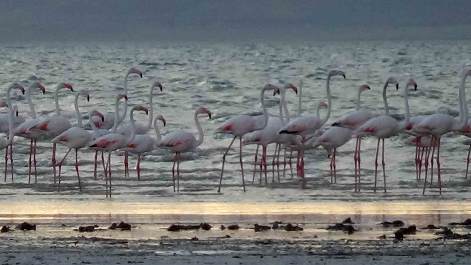 Erçek Gölü narin misafirleri flamingoları ağırlamaya devam ediyor