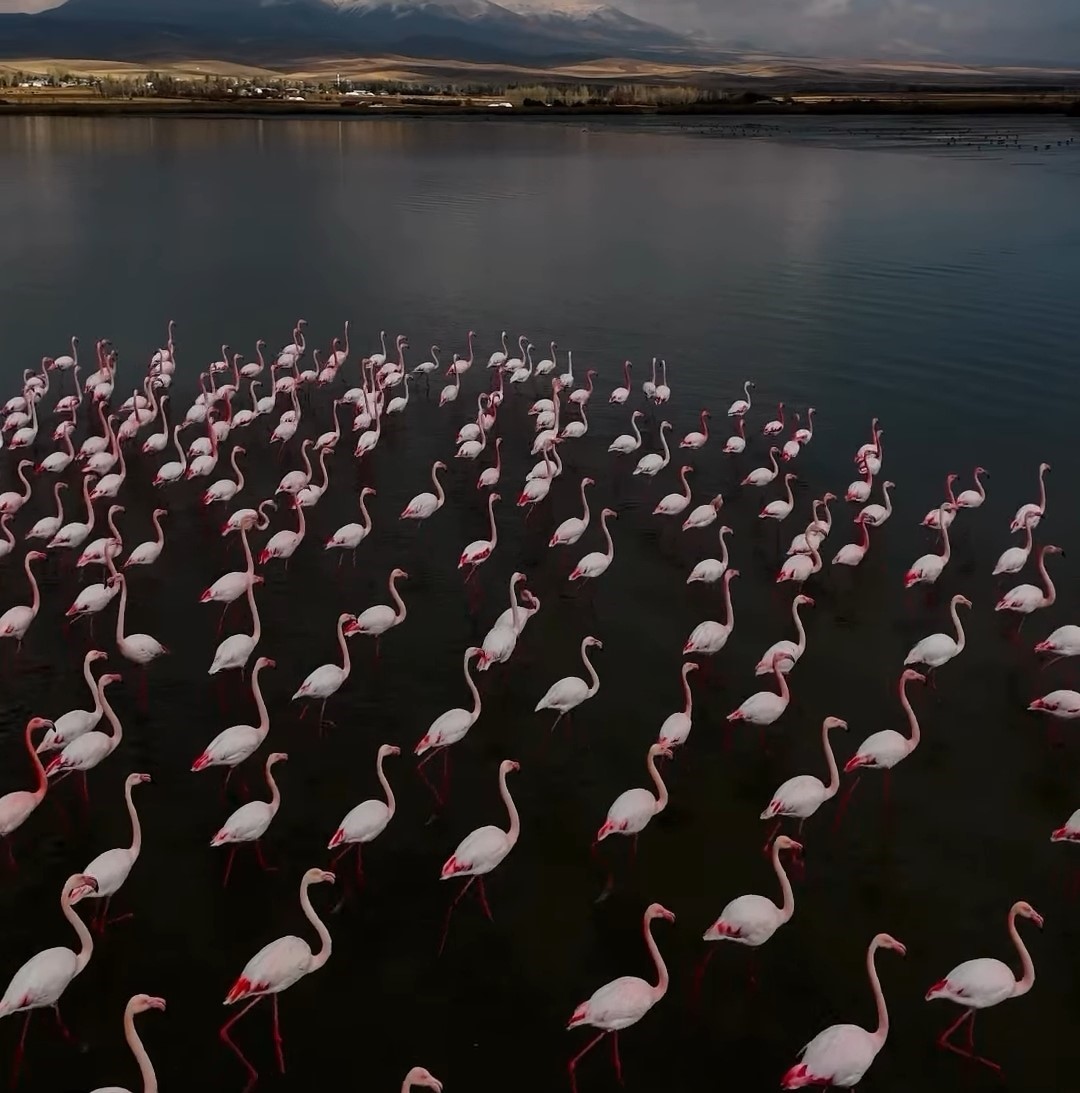 Erçek Gölü narin misafirleri flamingoları ağırlamaya devam ediyor