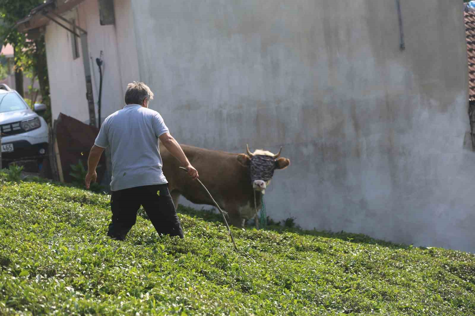 Rize’de kaçan kurbanlık sahiplerini peşinden koşturdu