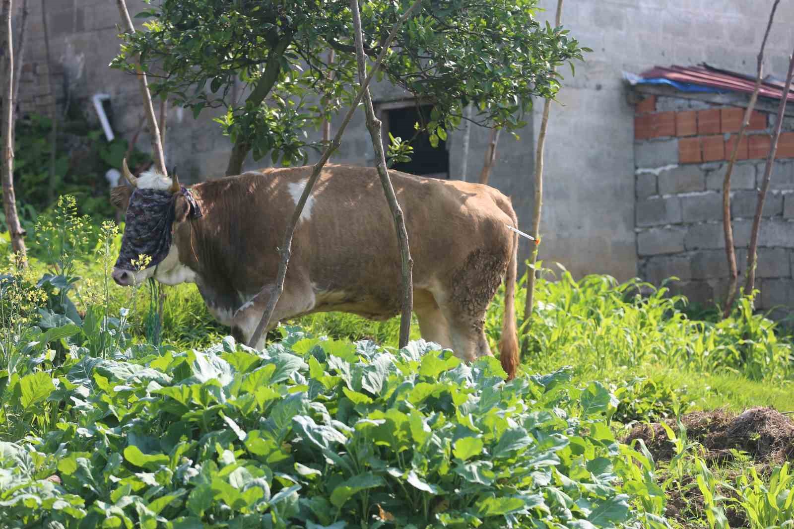 Rize’de kaçan kurbanlık sahiplerini peşinden koşturdu