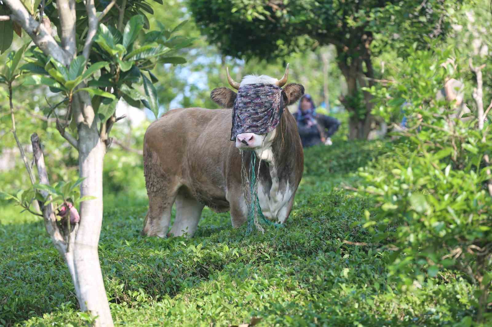 Rize’de kaçan kurbanlık sahiplerini peşinden koşturdu