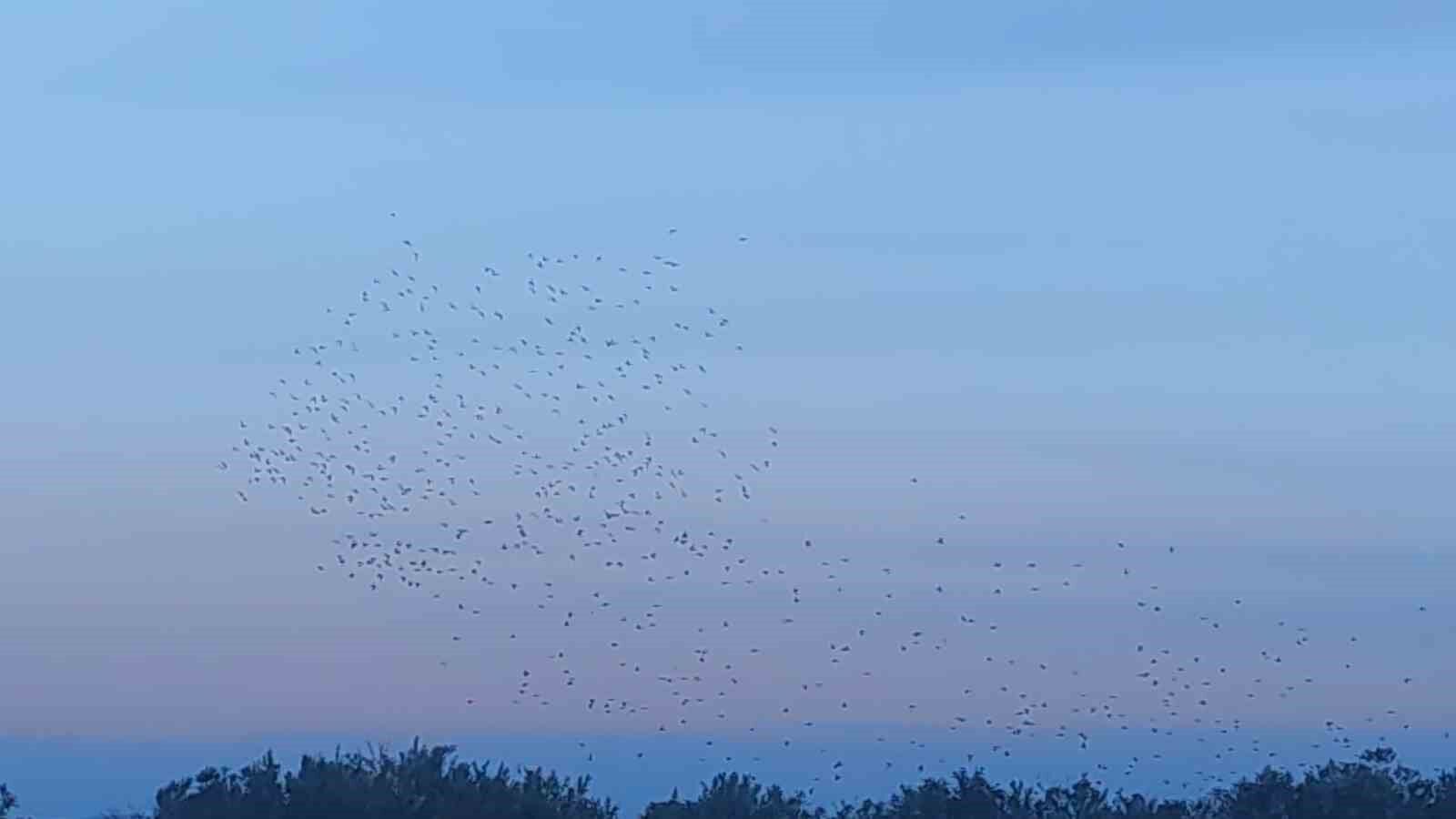 Sığırcık kuşlarının gökyüzündeki dansı mest etti