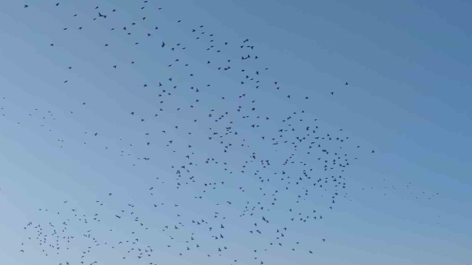 Sığırcık kuşlarının gökyüzündeki dansı mest etti