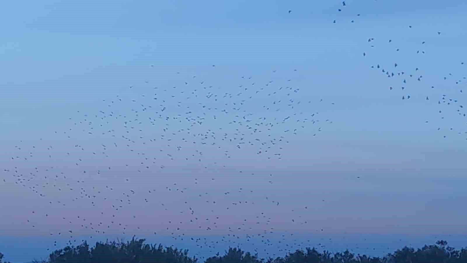 Sığırcık kuşlarının gökyüzündeki dansı mest etti