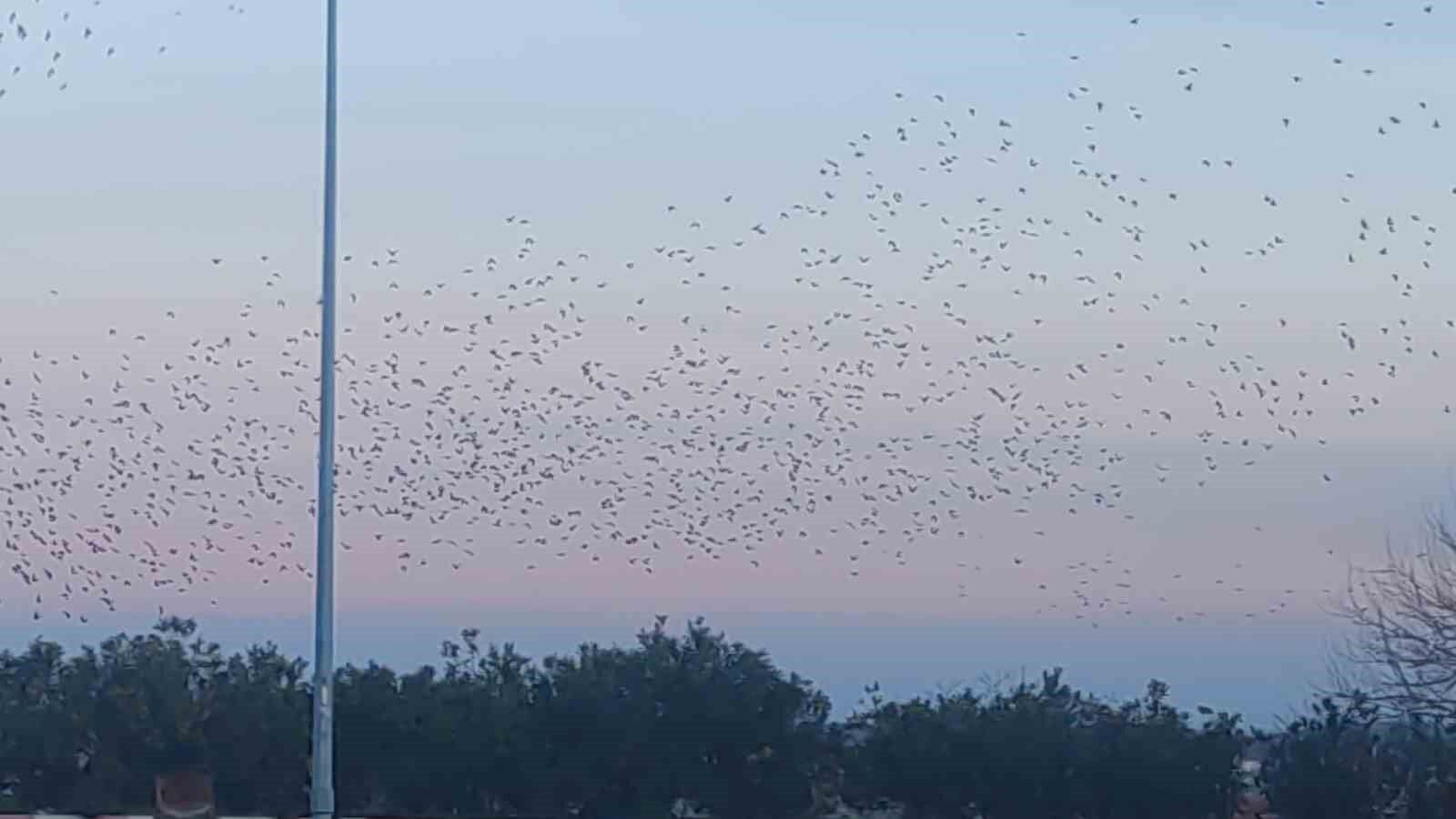 Sığırcık kuşlarının gökyüzündeki dansı mest etti