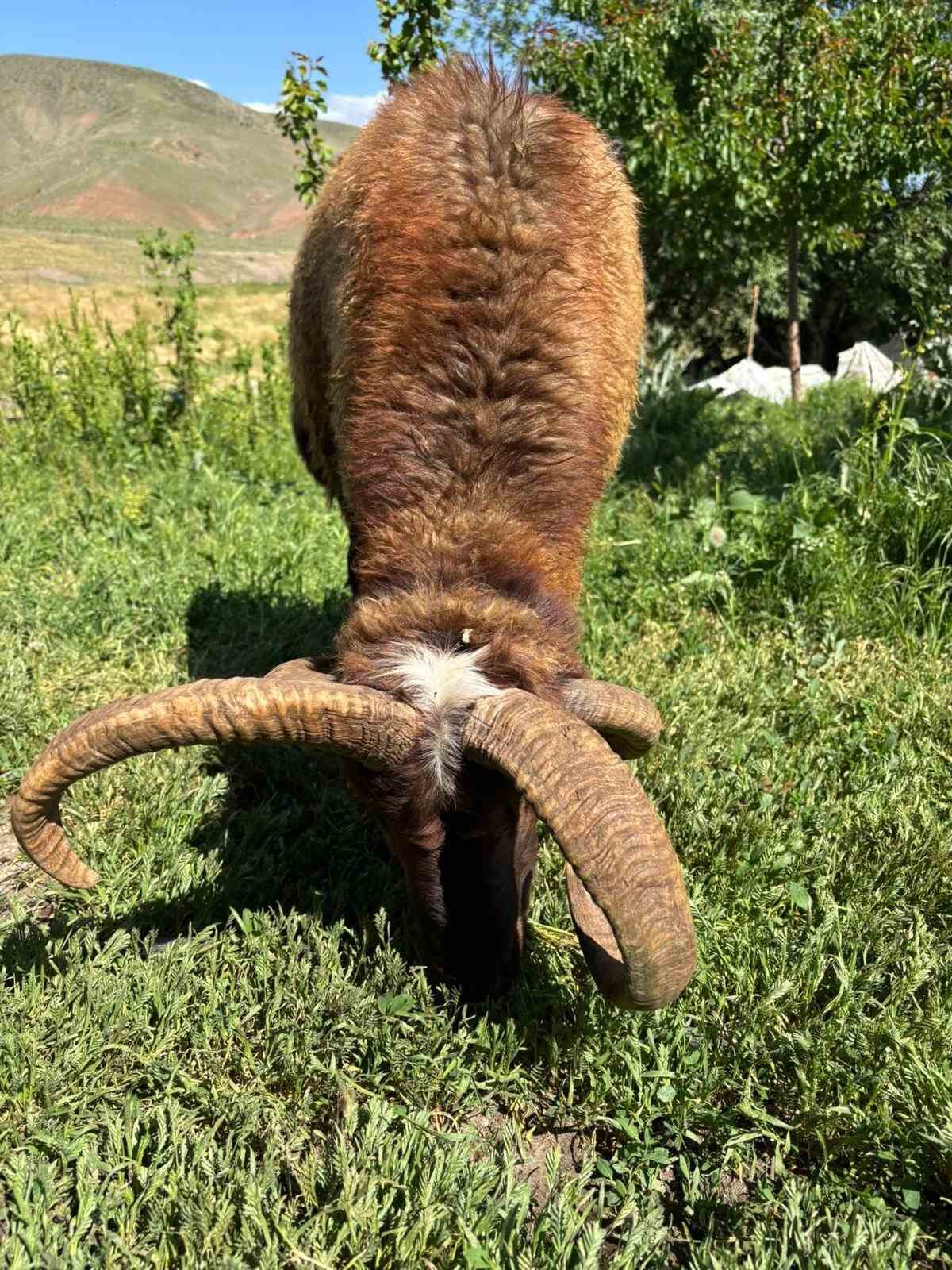 Kağızman’da 4 boynuzlu koç ilgi odağı oldu