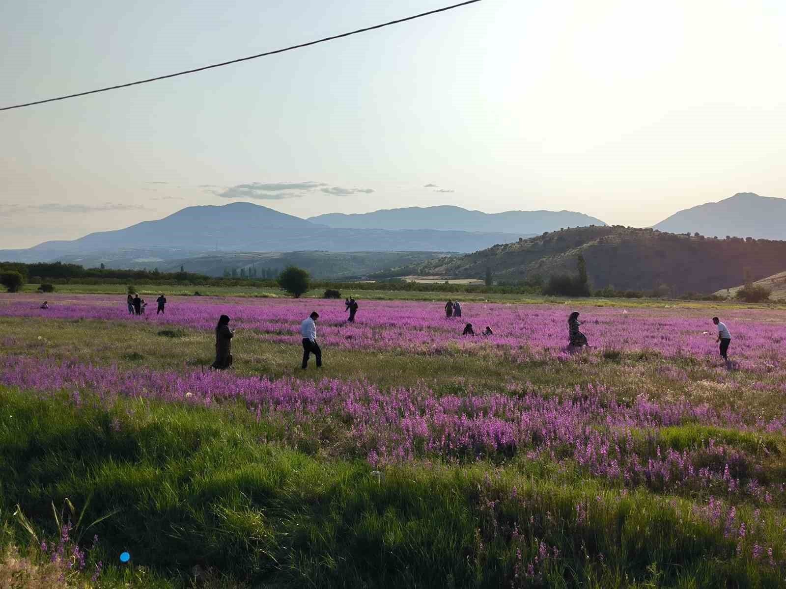 Mor renkli yabani otlar görsel şölen sunuyor